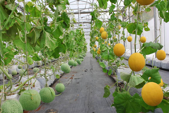 Standards and Technology - Solutions to help agricultural products, food Vietnam to the world