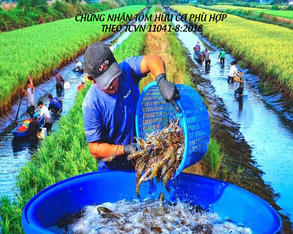 Tổng quan về chứng nhận tôm hữu cơ phù hợp TCVN 11041-8:2018