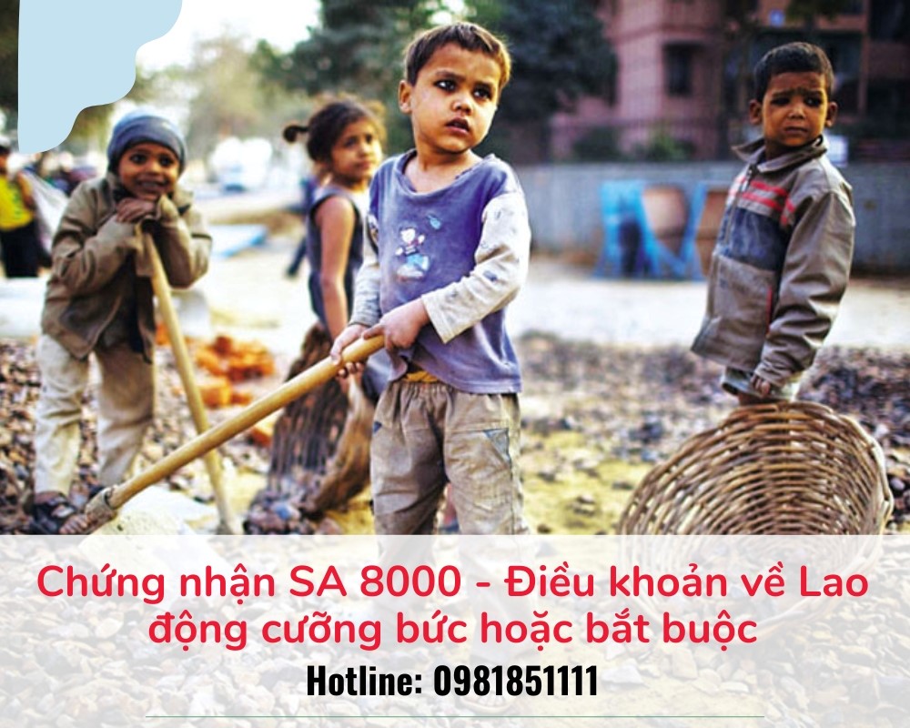 Chứng nhận SA 8000 - Điều khoản về Lao động cưỡng bức hoặc bắt buộc