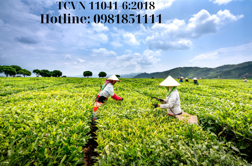  Chứng nhận chè hữu cơ phù hợp Tiêu chuẩn TCVN 11041-6:2018