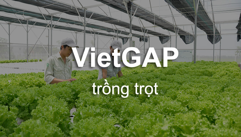 Chứng nhận Vietgap Trồng trọt là gì? Những yêu cầu đối vưới chứng nhạn Vietgap trồng trọt.